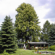 Luthereiche am Stelzendorfer Südrand